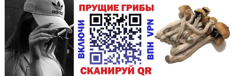 Галлюциногенные грибы прущие грибы  Купить закладки  Каргополь 